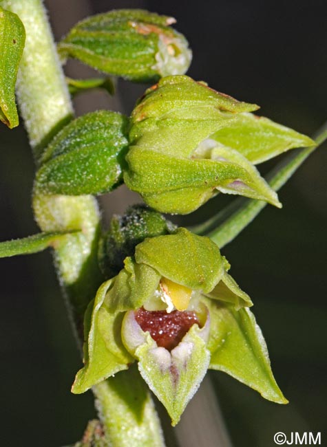 Epipactis provincialis