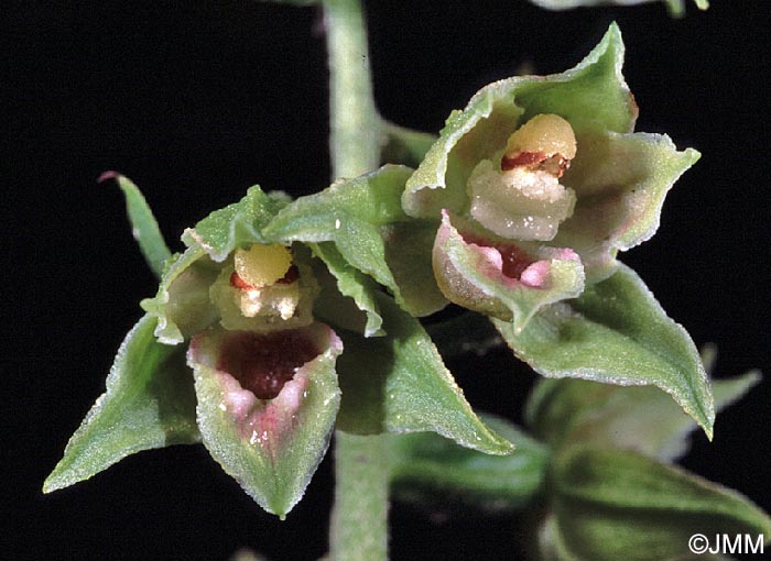 Epipactis provincialis