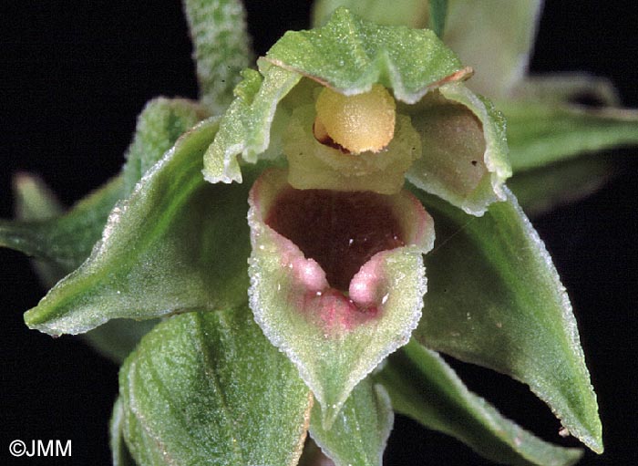 Epipactis provincialis