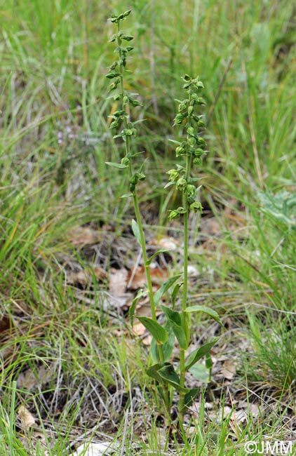 Epipactis provincialis