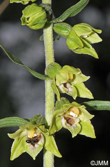 Epipactis provincialis