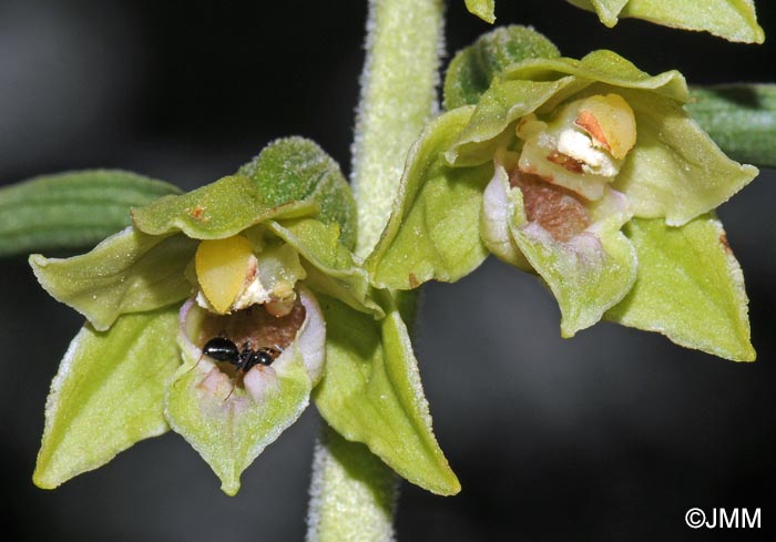 Epipactis provincialis