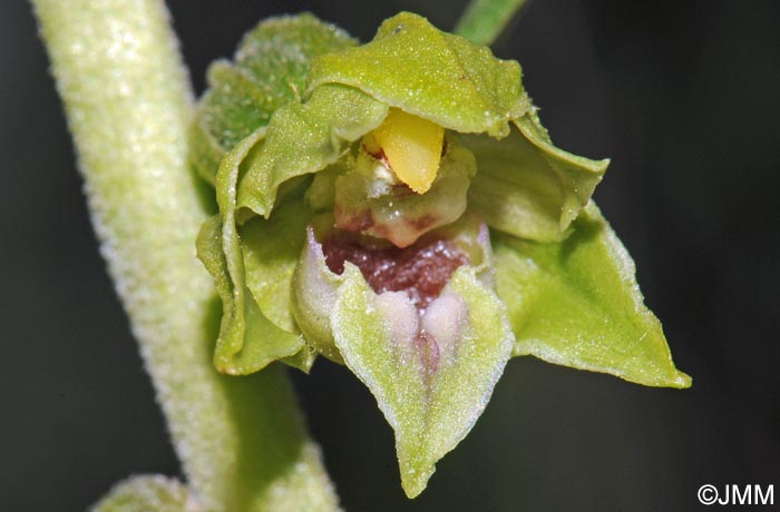 Epipactis provincialis