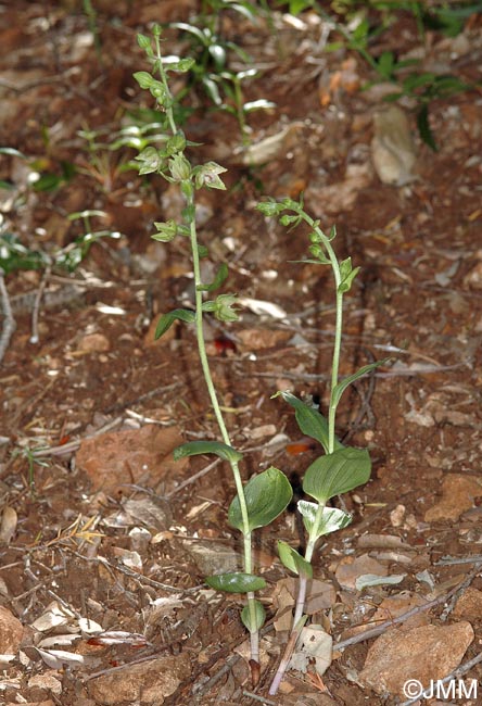 Epipactis provincialis