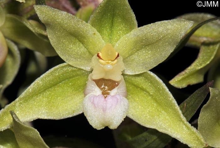 Epipactis purpurata