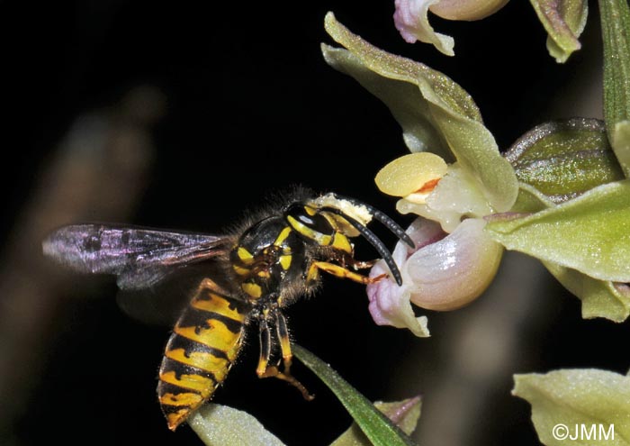 Epipactis purpurata et pollinisateur
