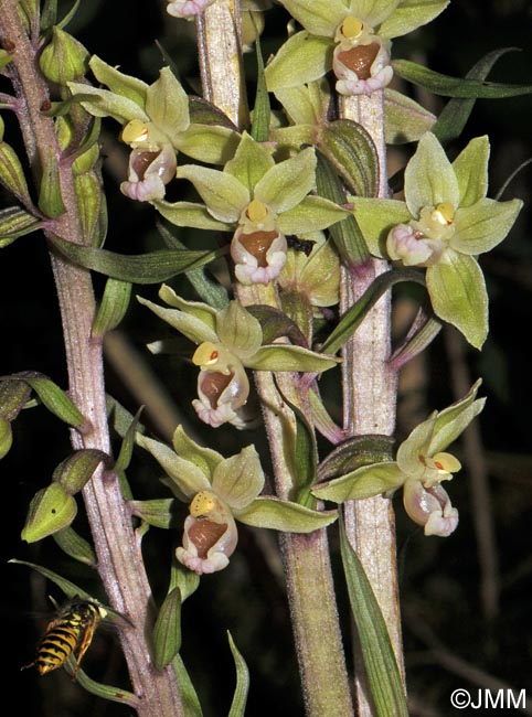 Epipactis purpurata et pollinisateur