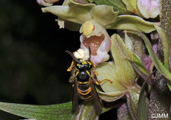 Epipactis purpurata et pollinisateur