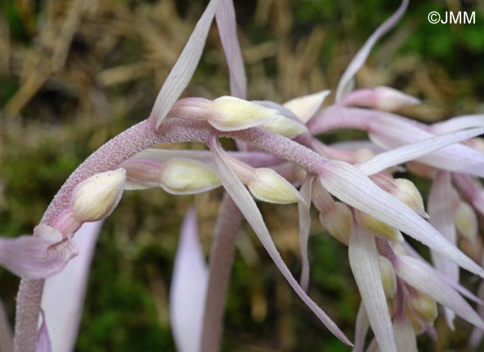 Epipactis purpurata f. rosea