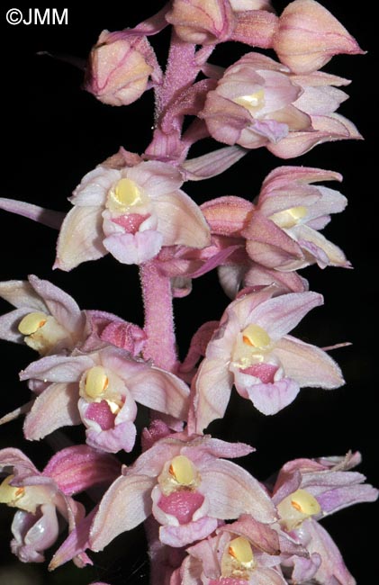 Epipactis purpurata f. rosea