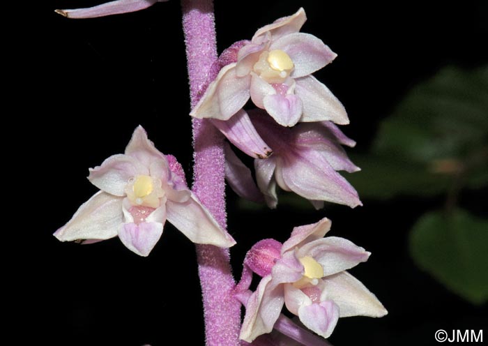 Epipactis purpurata f. rosea