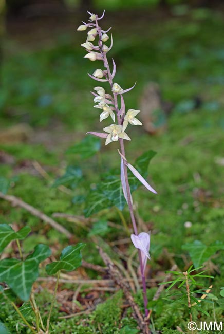 Epipactis purpurata f. rosea