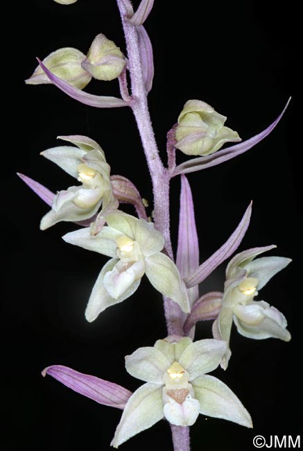 Epipactis purpurata f. rosea