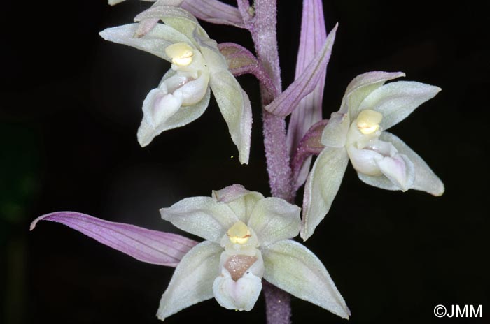 Epipactis purpurata f. rosea