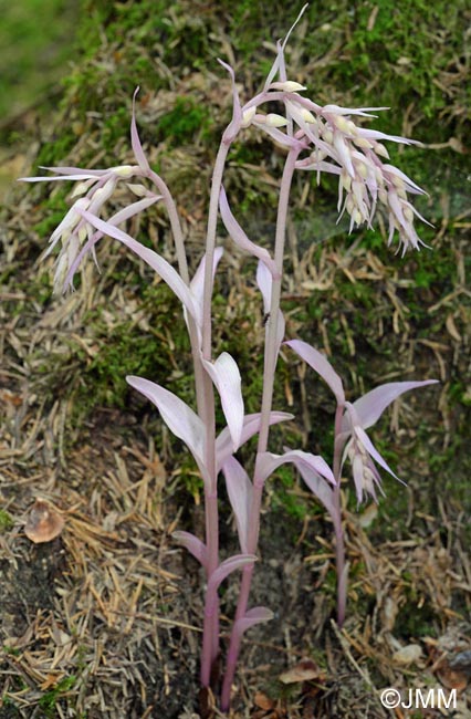 Epipactis purpurata f. rosea