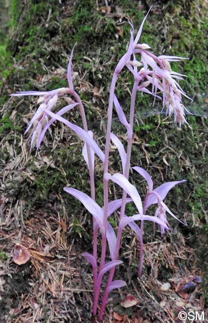 Epipactis purpurata f. rosea