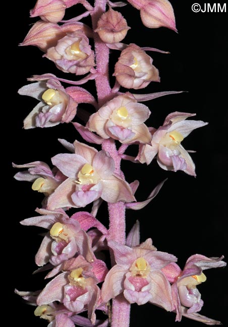 Epipactis purpurata f. rosea