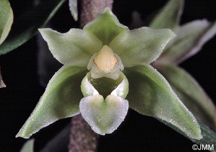 Epipactis purpurata vert