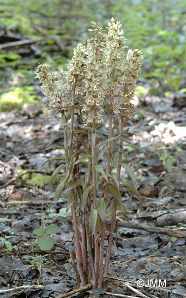 Epipactis purpurata