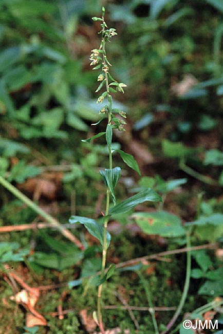 Epipactis rhodanensis