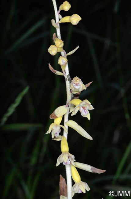 Epipactis rhodanensis sans chlorophylle