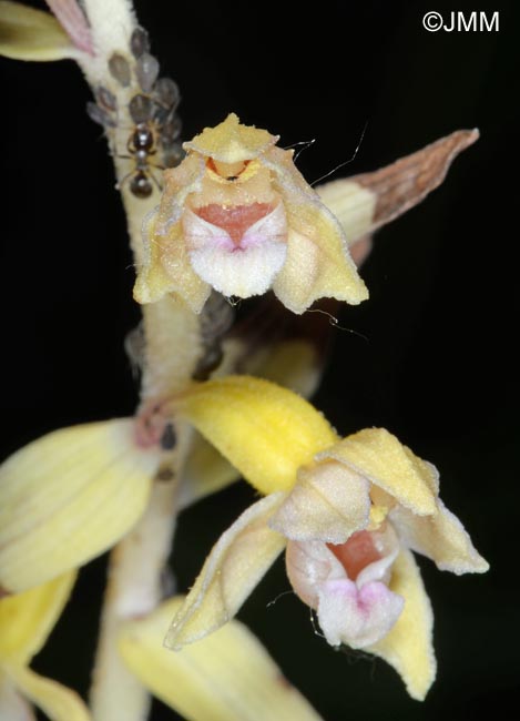 Epipactis rhodanensis sans chlorophylle