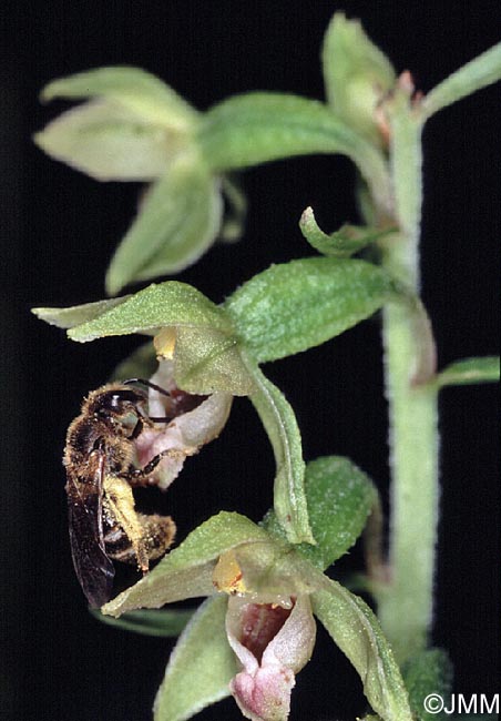 Epipactis rhodanensis