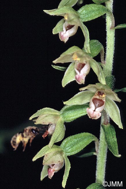 Epipactis rhodanensis