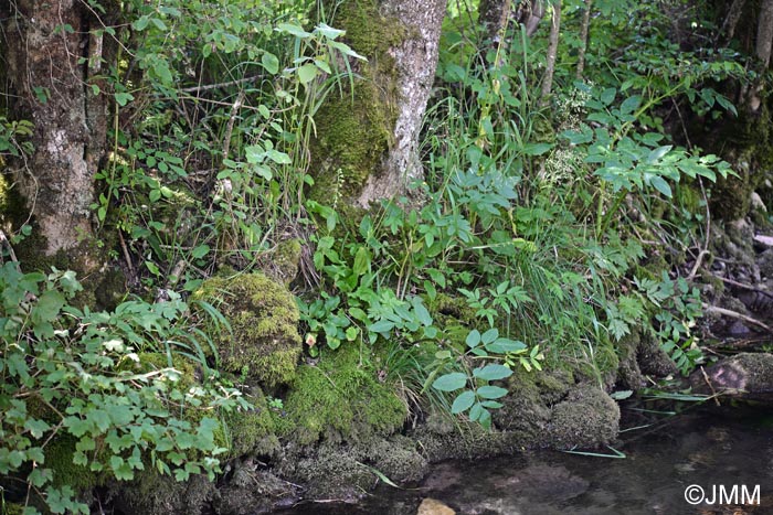 Epipactis rhodanensis : site