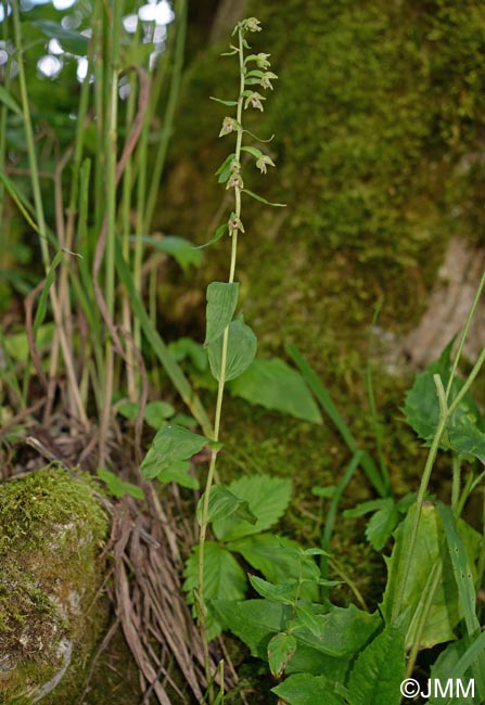 Epipactis rhodanensis