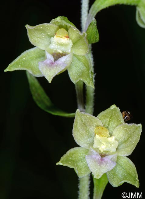 Epipactis rhodanensis