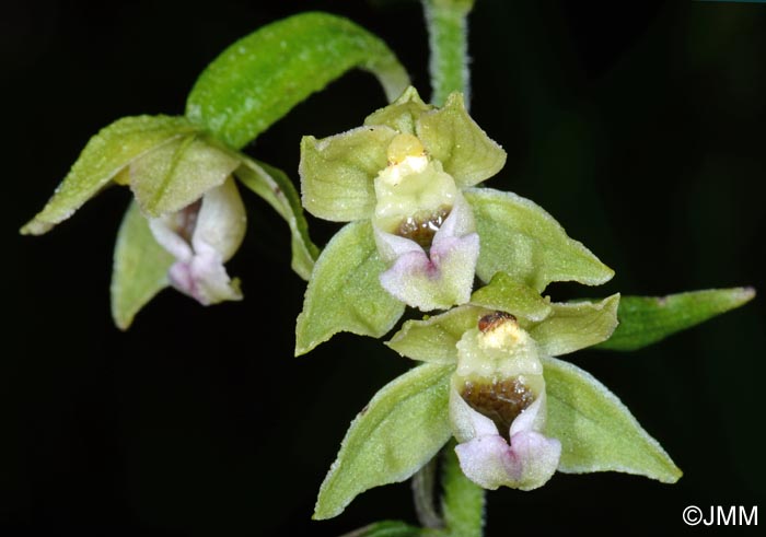 Epipactis rhodanensis