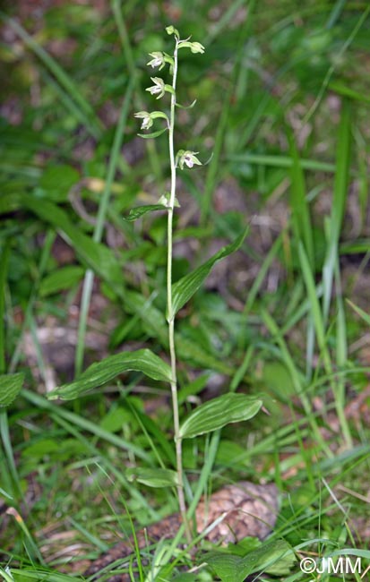 Epipactis rhodanensis