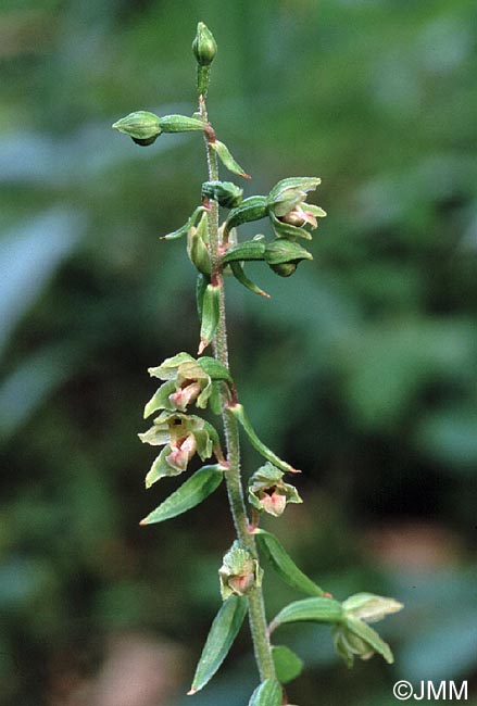 Epipactis rhodanensis