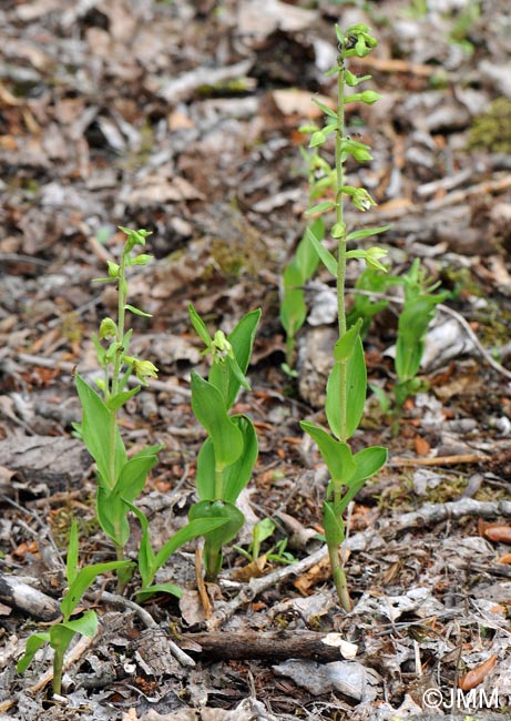 Epipactis rhodanensis