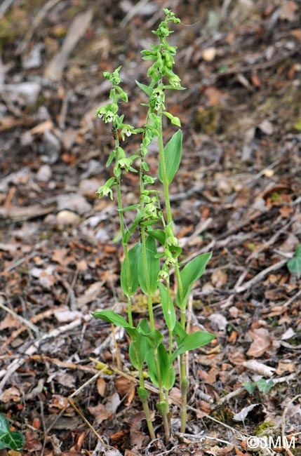 Epipactis rhodanensis