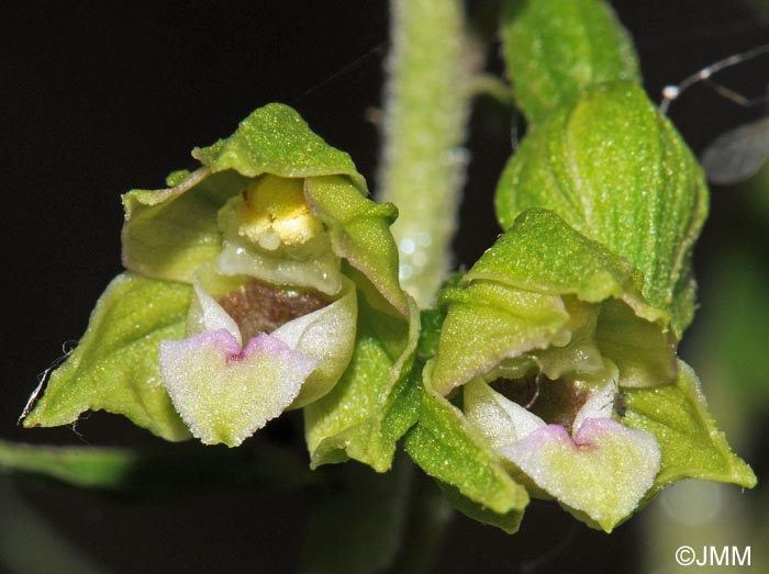 Epipactis rhodanensis