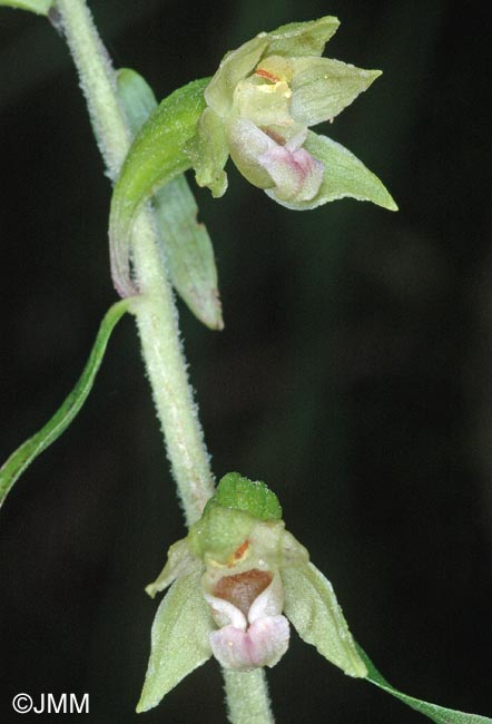 Epipactis rhodanensis