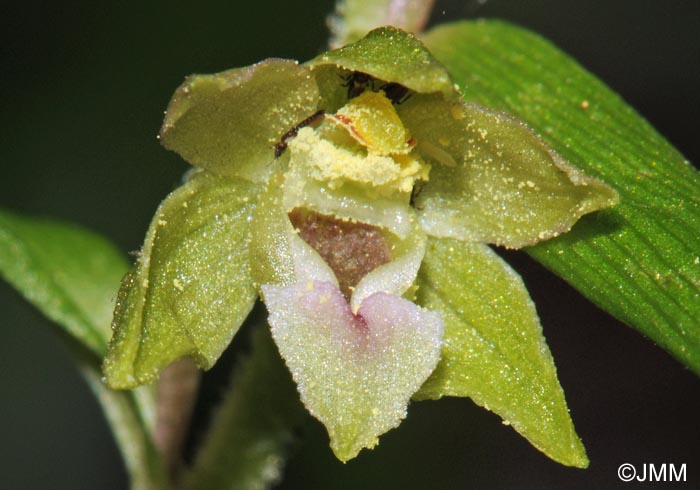 Epipactis rhodanensis