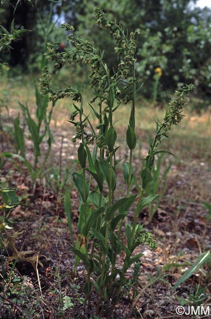 Epipactis rhodanensis