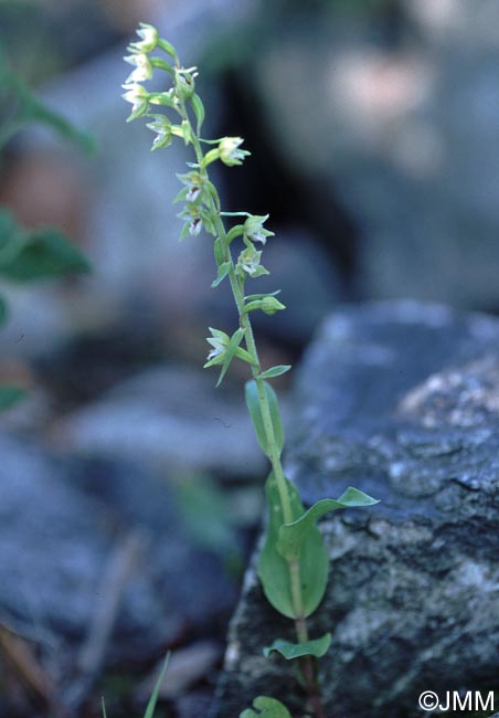 Epipactis rhodanensis