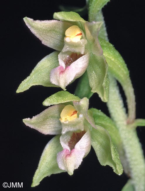 Epipactis rhodanensis