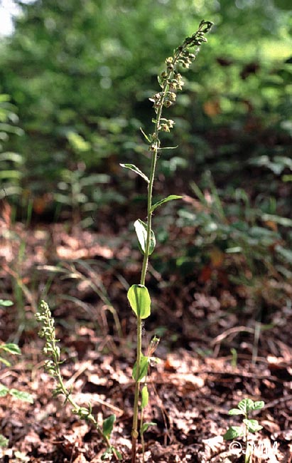 Epipactis rhodanensis