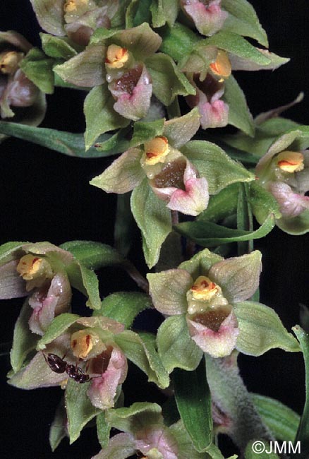 Epipactis rhodanensis