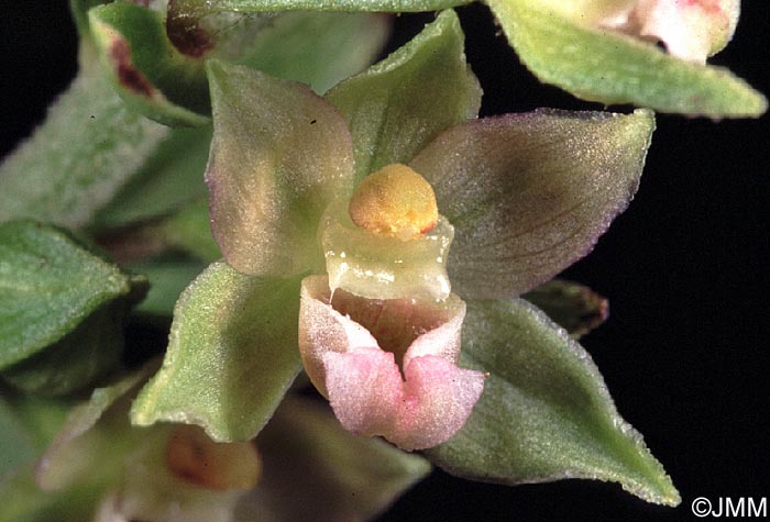 Epipactis rhodanensis