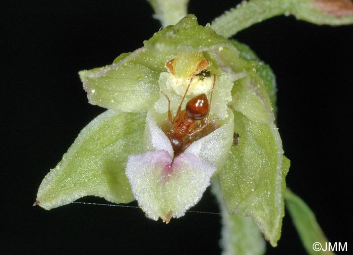 Epipactis rhodanensis