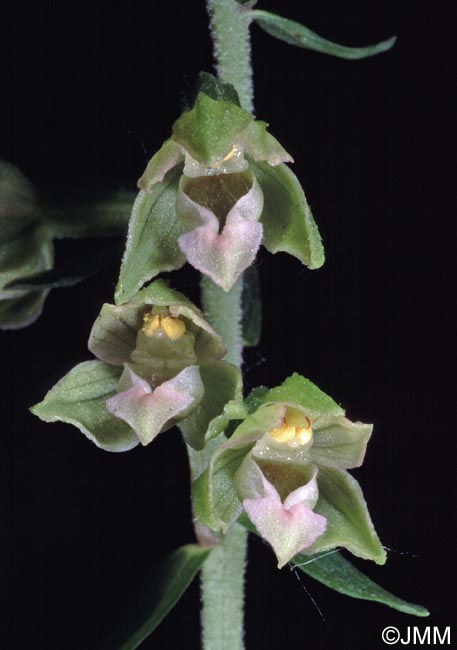 Epipactis rhodanensis