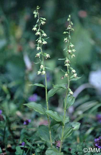 Epipactis rhodanensis