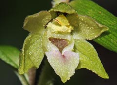 Epipactis rhodanensis