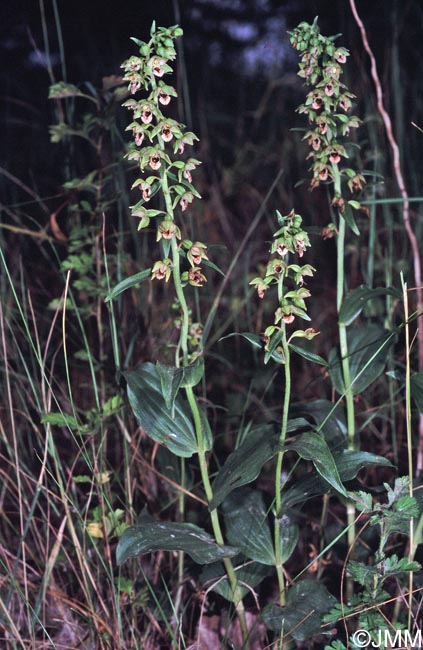 Epipactis rhodanensis x tremolsii